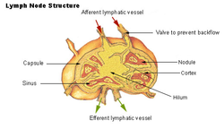 Illu lymph node structure.png