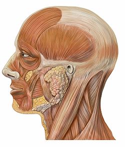 Lateral head anatomy.jpg