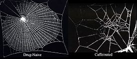 Left: picture of a regular spider web with a caption "drug-naive", right: heavily distorted spider web with a caption "caffeinated".
