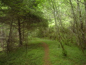 Cummins Creek Ridge Trail.jpg