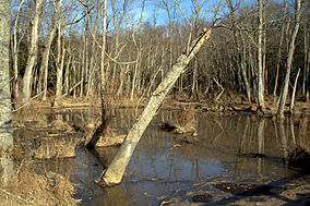 Wetlands in Mason Neck State Park VA.jpg