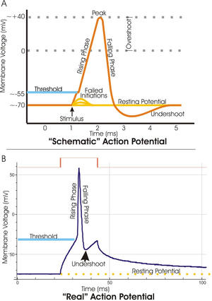 Two plots of the membrane potential (measured in mV) versus time (ms). Top: idealized plot where the membrane potential starts out at - 70 mV at time zero.  A stimulus is applied at time = 1 ms, which raises the membrane potential above -55 mV (the threshold potential).  After the stimulus is applied, the membrane potential rapidly rises to a peak potential of + 40 mV at time = 2 ms.  Just as quickly, the potential then drops and overshoots to -90 mV at time = 3 ms and finally the resting potential of -70 mV is reestablished at time = 5 ms. Bottom: a plot of an experimentally determined action potential that is very similar in appearance to the idealized plot except that the peak is much sharper and the initial drop is to -50 mV increasing to -30 mV before dropping back to the resting potential of -70 mV.