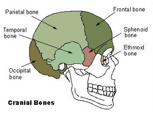 Illu cranial bones2.jpg