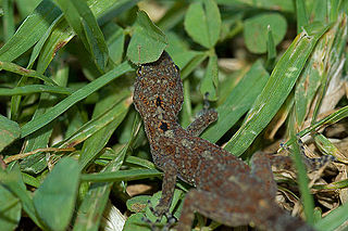 Cnemaspis tropidogaster rear.jpg