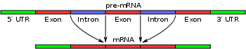 Pre-mRNA is pliced to form of mature mRNA.