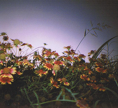 Diana Mini photo of a field of wildflowers