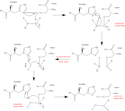 serine protease reaction mechanism