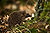 West European Hedgehog (Erinaceus europaeus)2.jpg