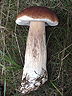 A brown-capped mushroom lying flat on the grass with a white or light-brown coloured stem that gradually gets thicker, so as to roughly resemble the shape of a club.