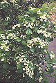 Crataegussucculenta.jpg