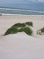 Beach grass (near Westerland).jpg