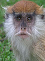 Patas monkey baby looks.jpg