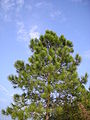 Pinus massoniana 2.jpg