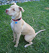American Pit Bull Terrier - Seated.jpg
