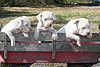 Antebellum Bulldog Puppies.jpg