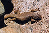 Atacama lizard1.jpg