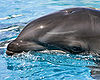 Close up of "wholphin"