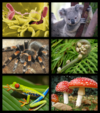 Biology organism collage.png