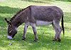 Traditional Animal Nickname: Donkeys/les ânes