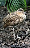 Double-striped Thick-knee.jpg