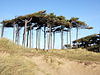 Formby - Formby Hills.jpg