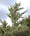Gymnosporia heterophylla - African Spikethorn tree in flower 5.jpg