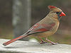Northern Cardinal Female-27527.jpg