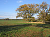 Oaks in farmland, Upton, Peterborough - geograph.org.uk - 87421.jpg