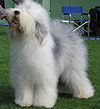 Old english sheepdog Ch Bobbyclown's Dare for More.jpg
