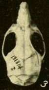 Skull, seen from above