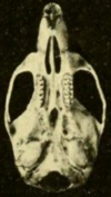 Skull, seen from below