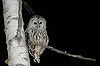 Owl at Night.jpg
