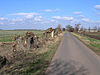 Pollarded willows, Willow Drove, Borough Fen, Peterborough - geograph.org.uk - 132911.jpg