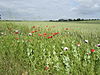 Poppies and wheat - geograph.org.uk - 472671.jpg