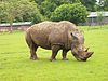 Rhino Whipsnade.jpg