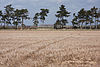 Stubble field and trees, Fordham - geograph.org.uk - 1197377.jpg