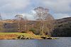 The Shoreline, Lake Coniston - geograph.org.uk - 2287178.jpg