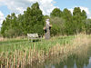 Tree stump and bench at Wicken Fen - geograph.org.uk - 1281278.jpg