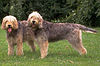 Two otterhounds.jpg