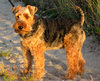 Welch Terrier on sand - 2007.png