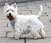 West Highland White Terrier Krakow.jpg