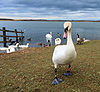 Wintersett - Anglers Country Park Swans.jpg