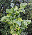 Columella leaves 1.jpg