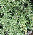 Gymnosporia heterophylla - African Spikethorn tree 99.jpg