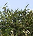 Gymnosporia heterophylla - African Spikethorn tree 4.jpg