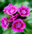Pink Sweet William flowers.jpg