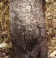 A tree trunk with grey bark. The bark at the base is dark brown, and very furrowed. Higher up it is light grey, mostly smooth, but interrupted by an occasional furrow.