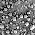 NASA soil target on Mars named after Laika