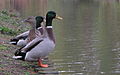 2003-11-07 Ducks at Duke Gardens.jpg
