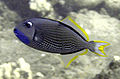 2005-03-01 - Gilded triggerfish.jpg